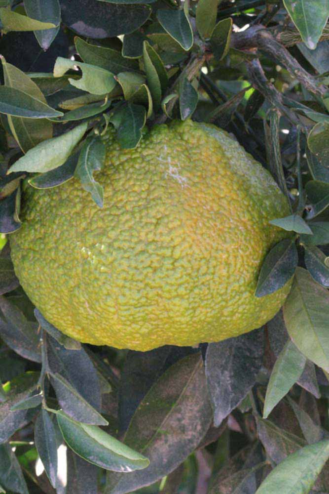            Fruit (Riverside, CA)   